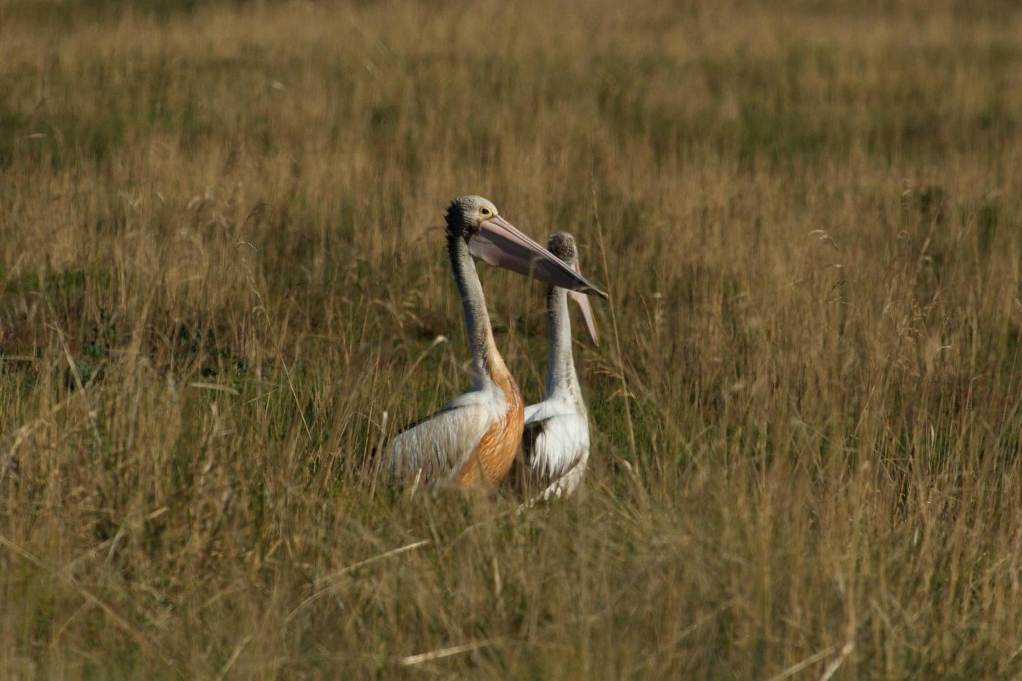 Pelican Point Sanctuary St Helens Extérieur photo