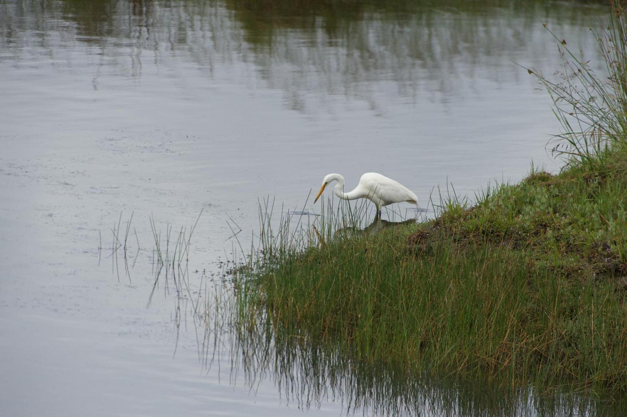 Pelican Point Sanctuary St Helens Extérieur photo