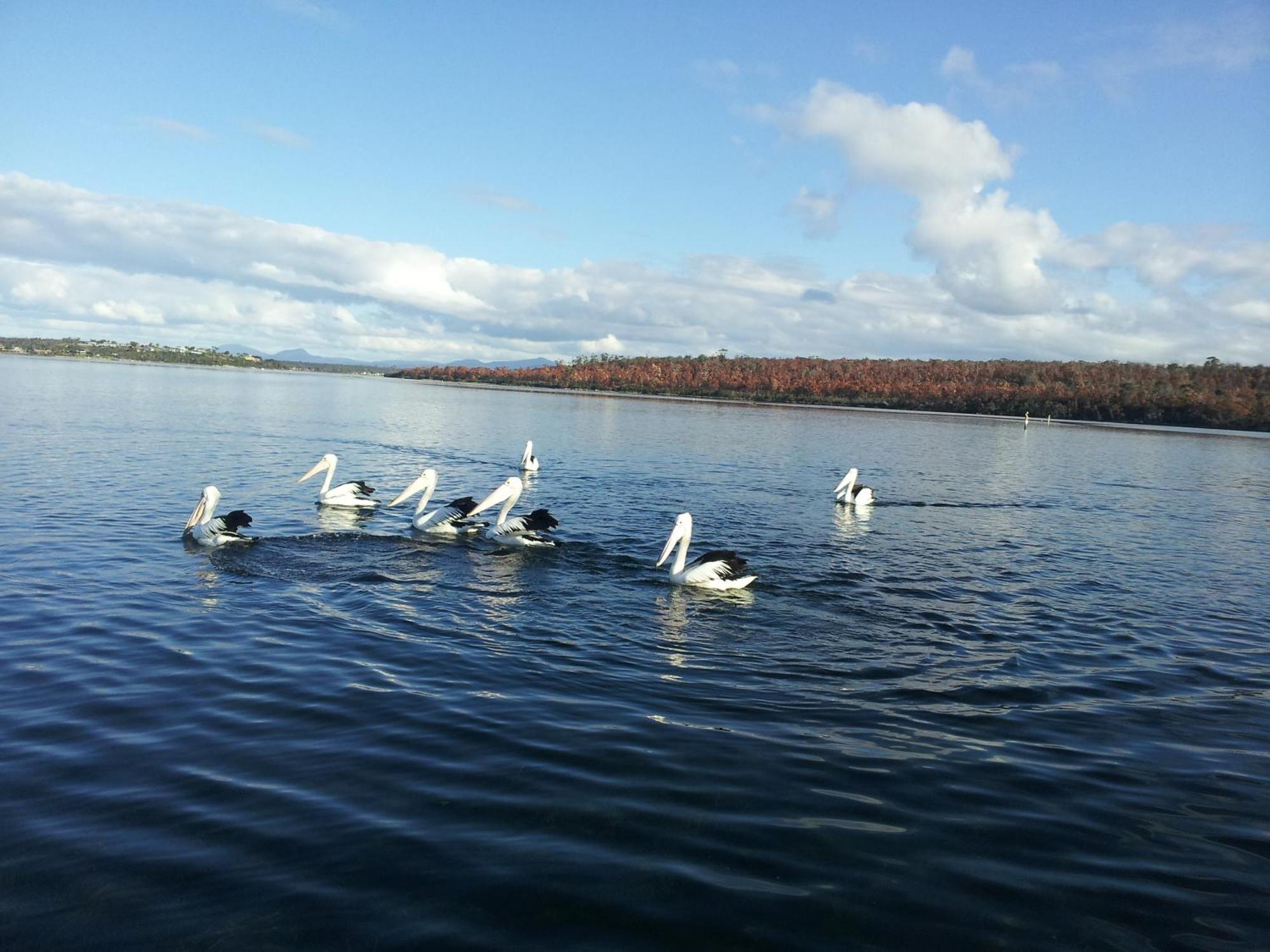Pelican Point Sanctuary St Helens Extérieur photo