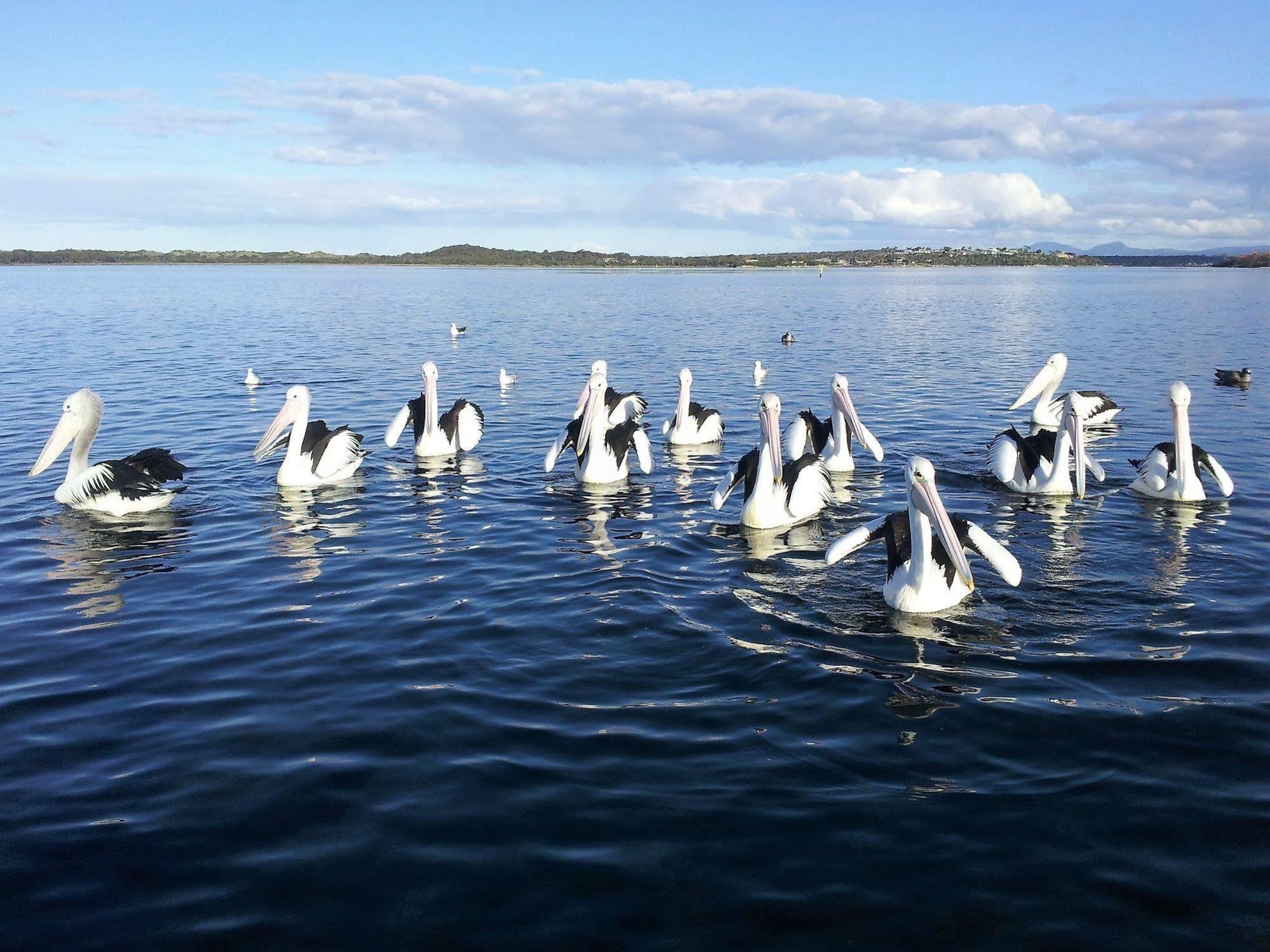 Pelican Point Sanctuary St Helens Extérieur photo